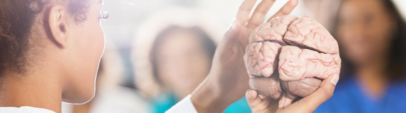 A student holding a model of a brain.