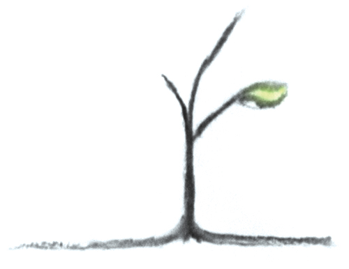 A charcoal drawing of a small plant sprouting a single green bud
