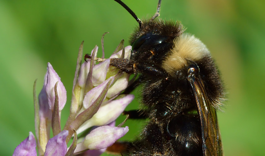 The cuckoo bumblebee (Bombus bohemicus).