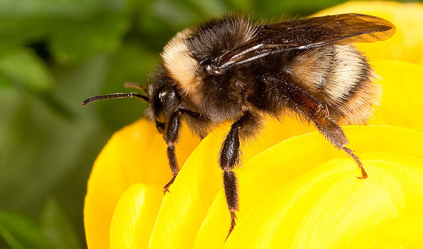 The western bumble bee, Bombus occidentalis.