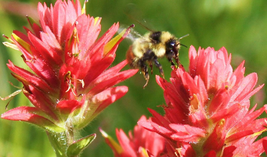 The Bombus flavifrons, also known as the yellow-banded bumble bee at work.