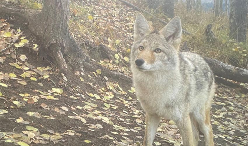 A coyote in a Calgary park.