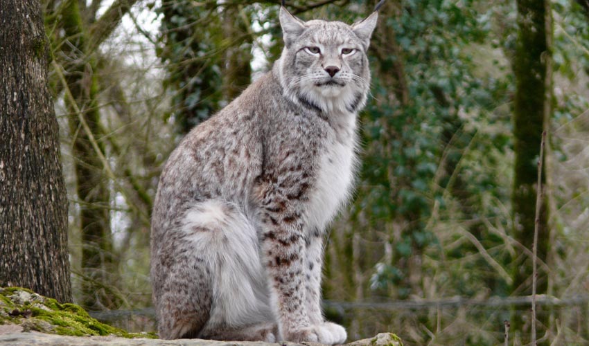 a lynx perched on a stone.