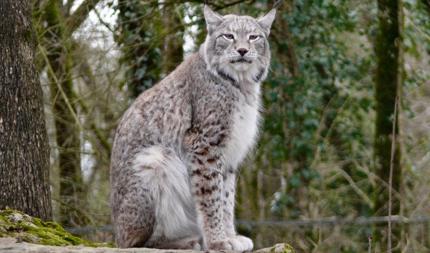 A lynx perched on a stone.