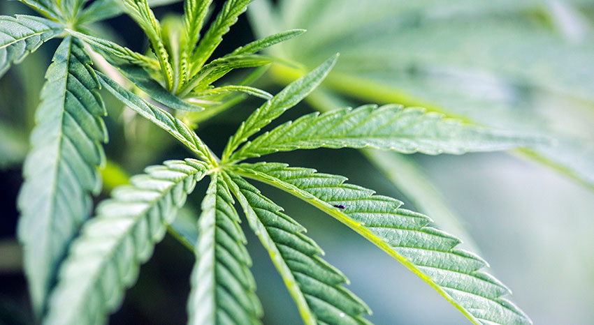 content_news_cannabis_education