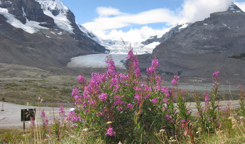 Columbia Icefield Athabasca Glacier