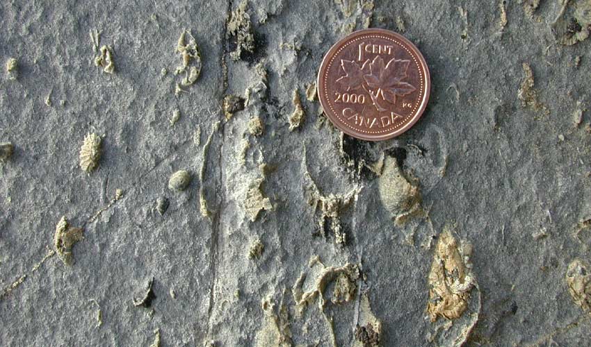 Fossils appear when exposed on the limestone surface.