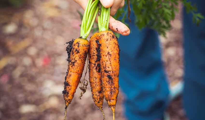 Fresh harvest of homegrown carrots.