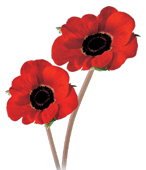 Military Memorial Bursaries poppies