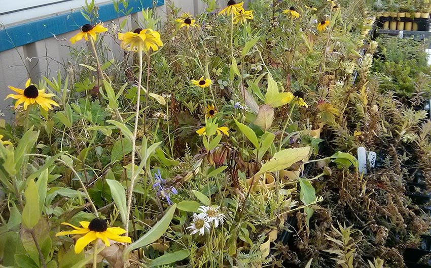 Native plants ready for planting around campus.