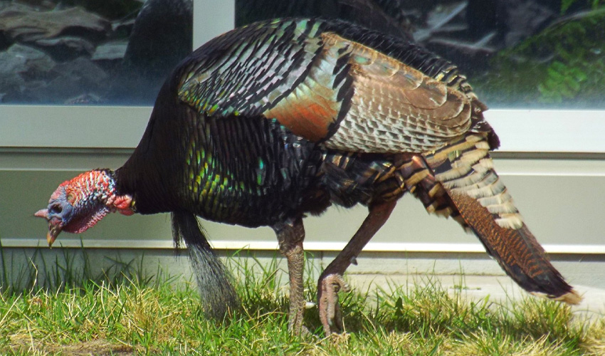 Photo of Turk the turkey.