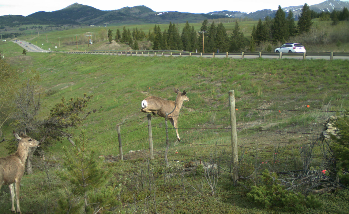 Two deer; one looking curiously at their surroundings and the other jumping over a barbed wire fence.