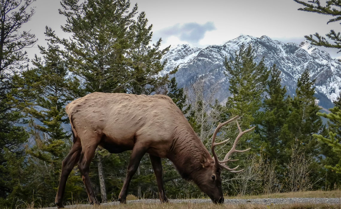A large elk grazes on grass with a majestic mountain range in the background.