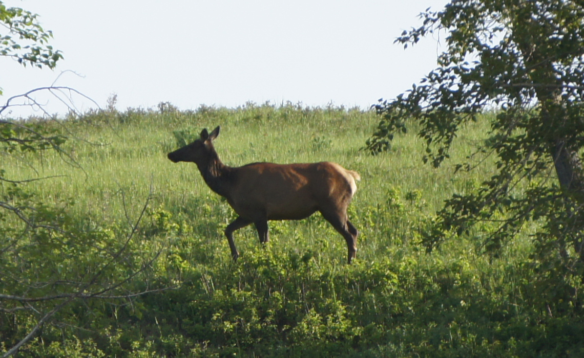 An elk walks gracefully through a lush green field of grass under a clear blue sky.