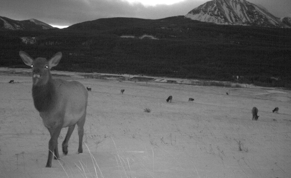 A black and white image of an elk standing gracefully in a snowy landscape.