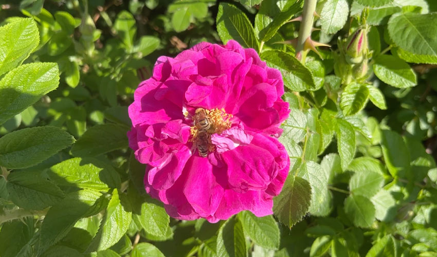 A bee collects nectar and pollen from a flower.