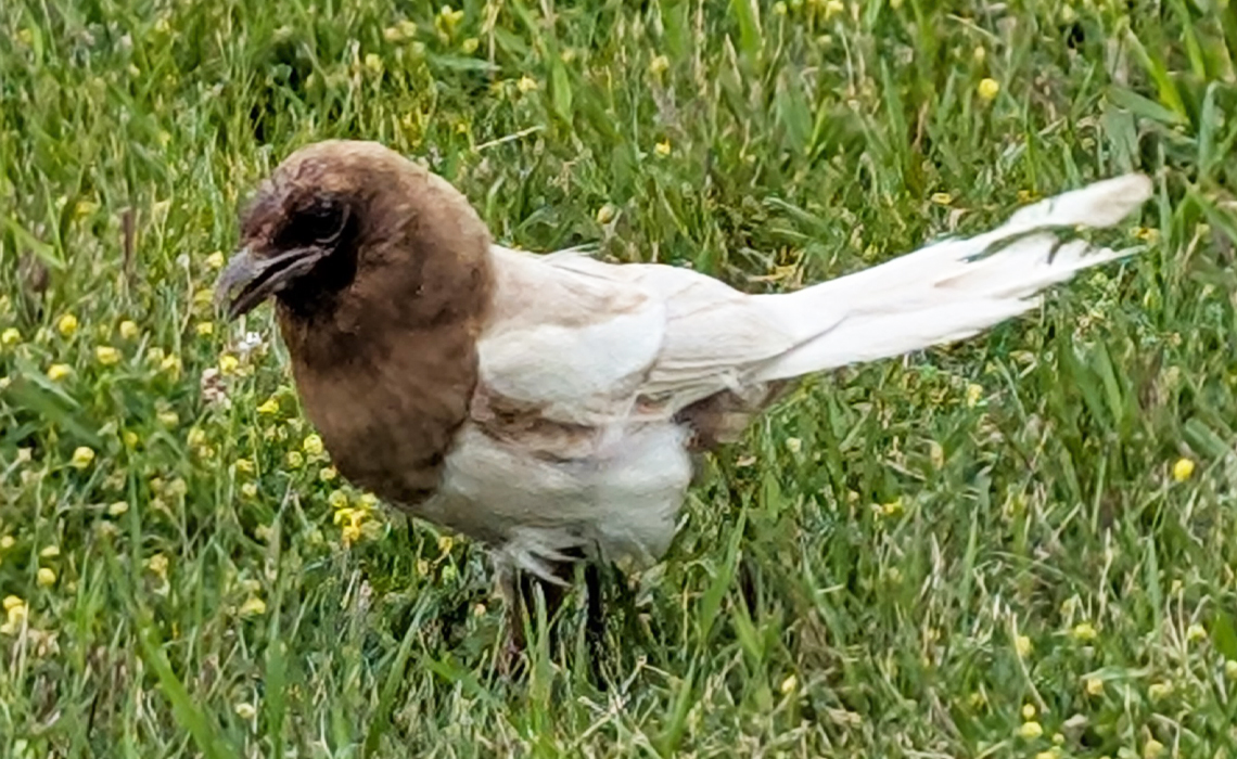 A leucistic magpie near MRU.