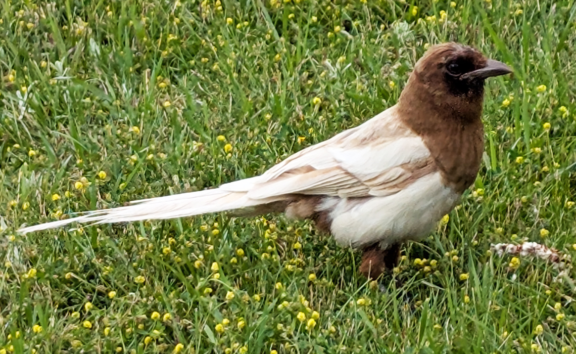 A leucistic magpie on MRU's campus.