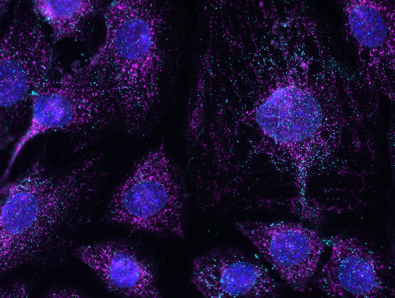 A microscope image of mouse muscle cells.