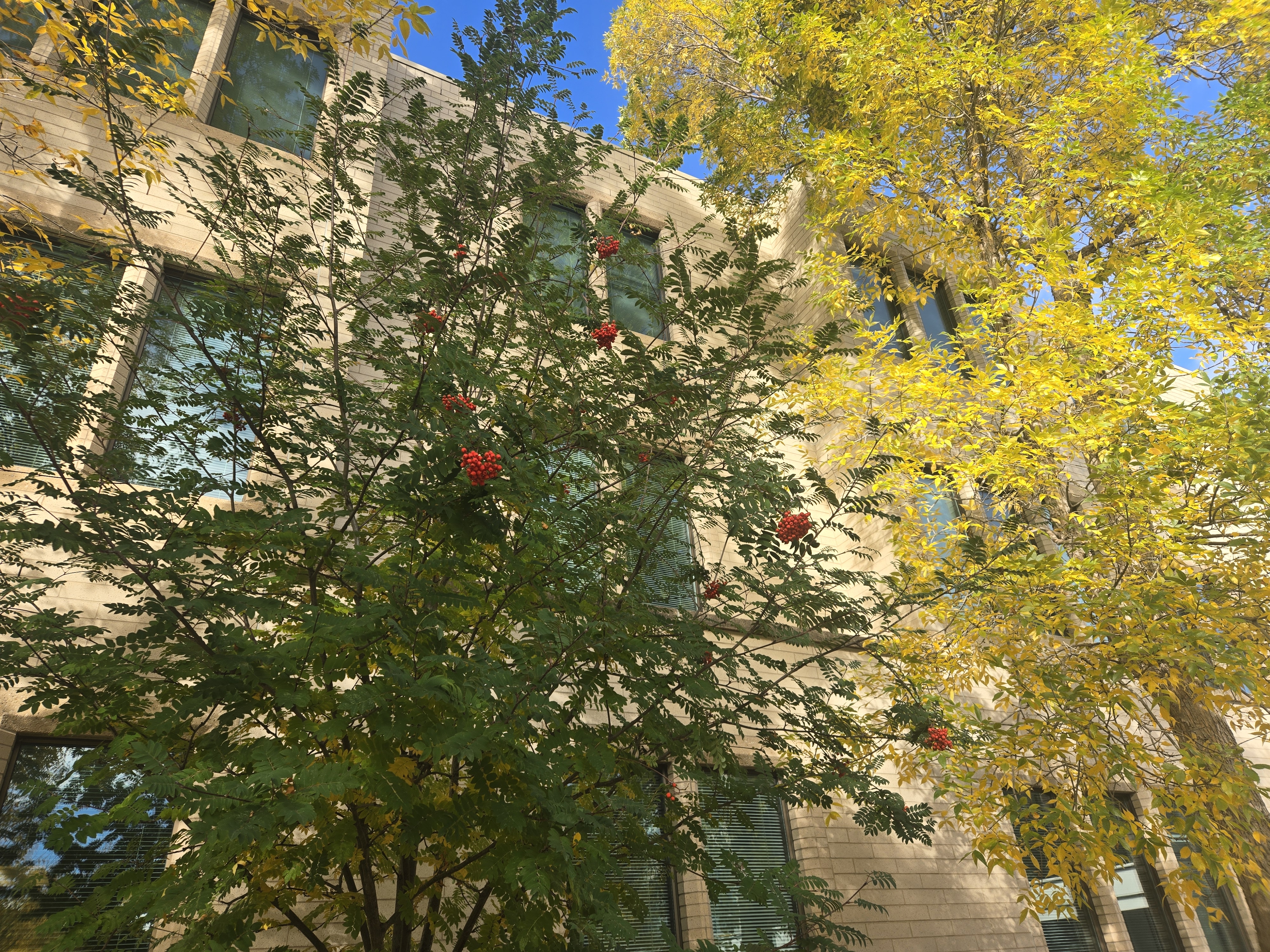 A mountain ash tree bearing clusters of red berries stands in front of a campus building at MRU.
