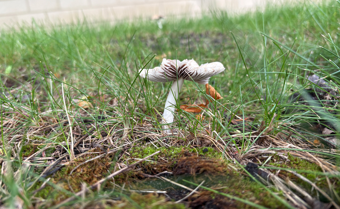 A single mushroom emerging from lush green grass in a natural outdoor setting.