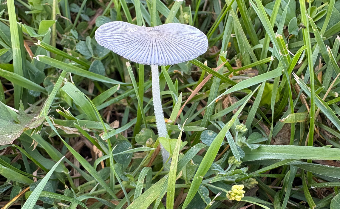 A mushroom stands out against a backdrop of grass.