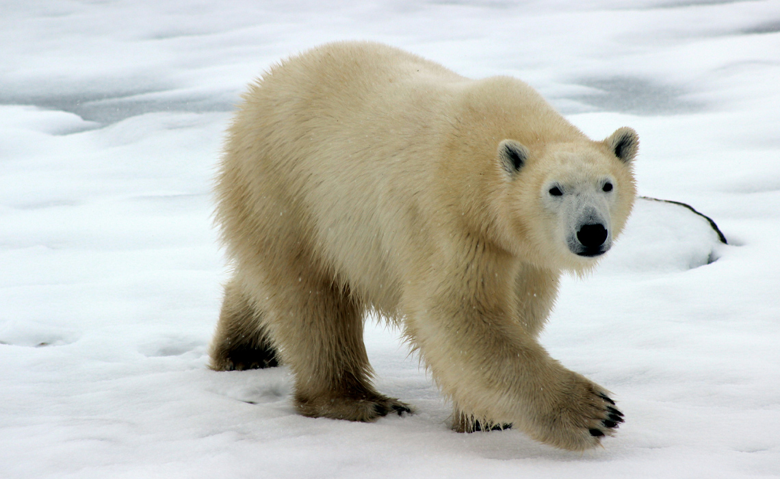 A polar bear walking