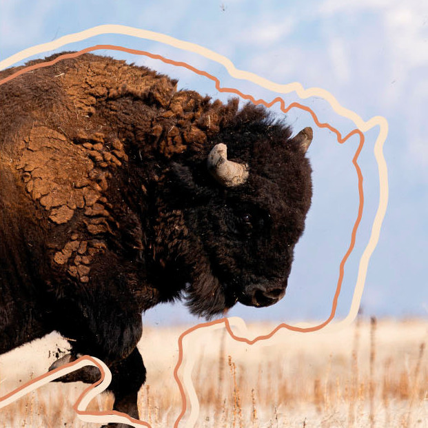 A buffalo leaping. There are cream and brown lines framing the buffalo as it leaps.