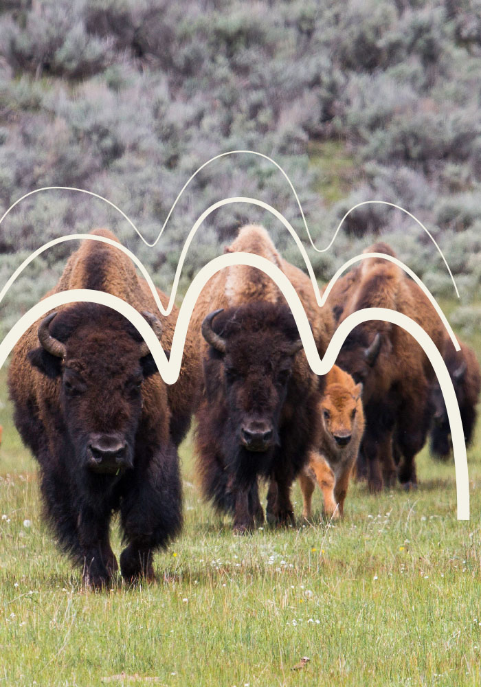 A herd of buffalo walking toward the camera. Their backs are outlined with a cream line.