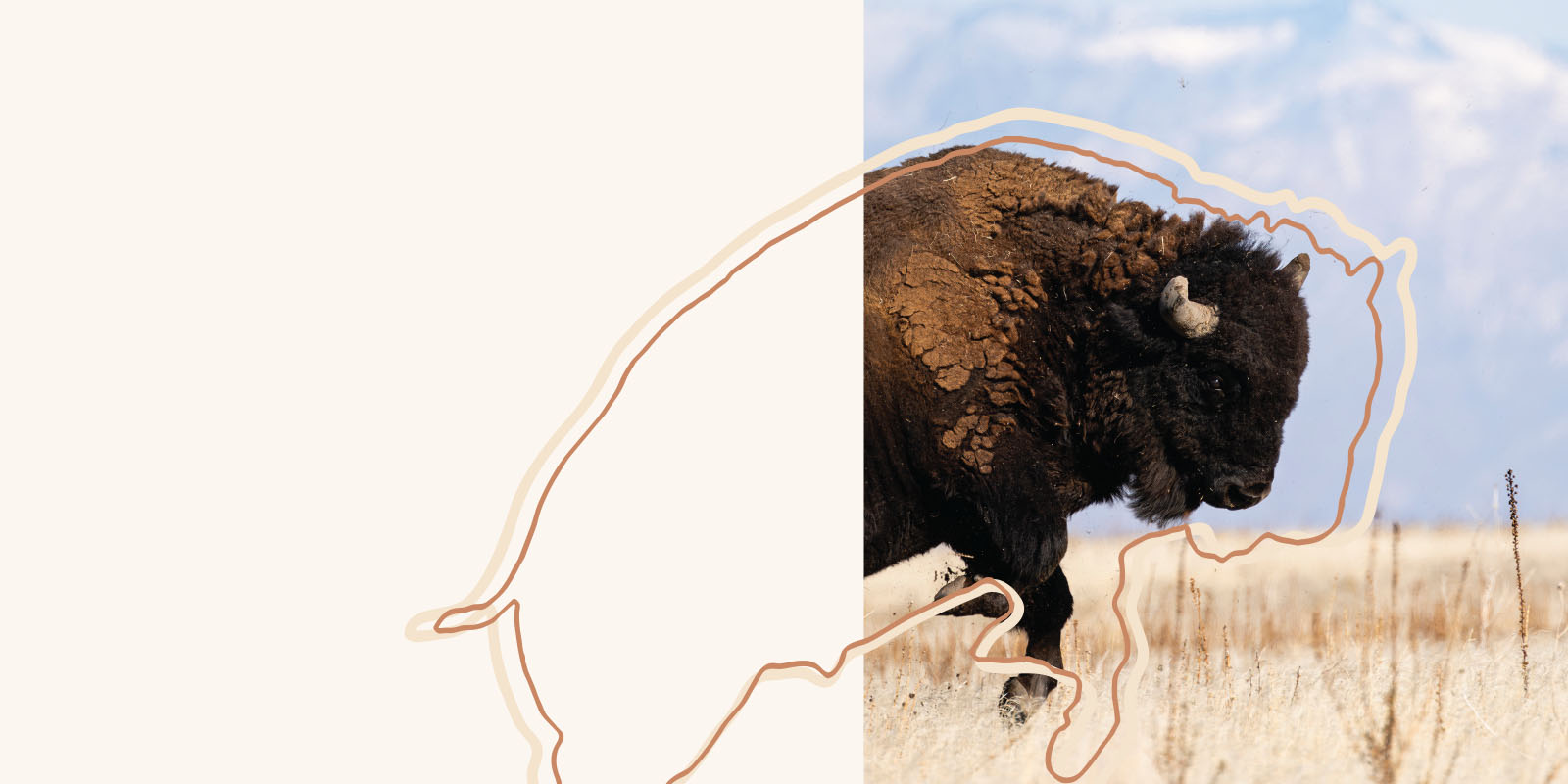 A bison leaping, with a white and tan linge generally outlining its shape.