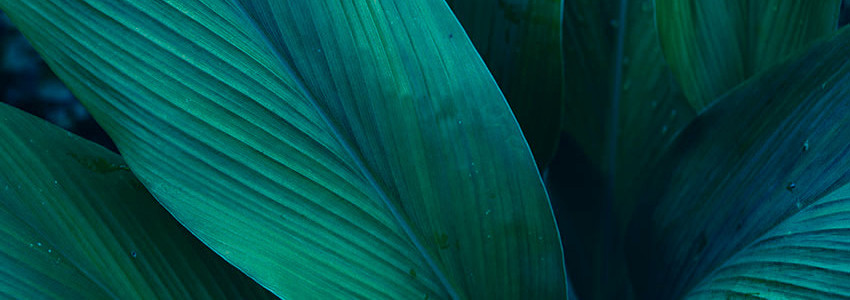 Macro photo of lush, tropical leaves.