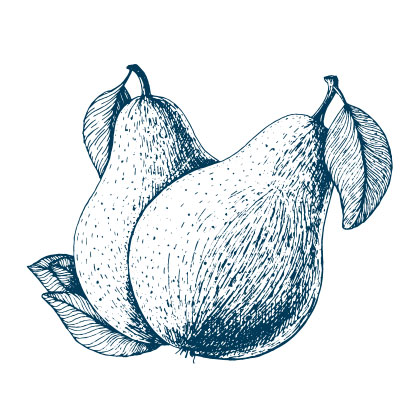 Sketch of a pear.