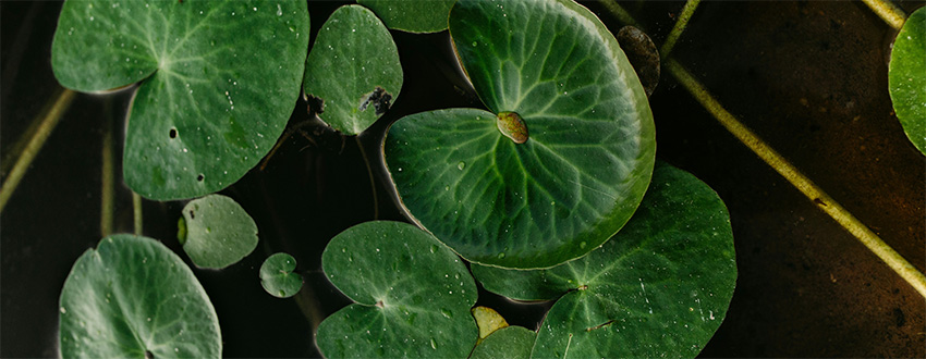 Lily pads floating on water taken from above.