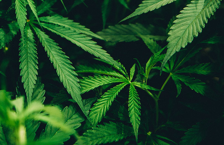 Close up photo of a cannabis plant.