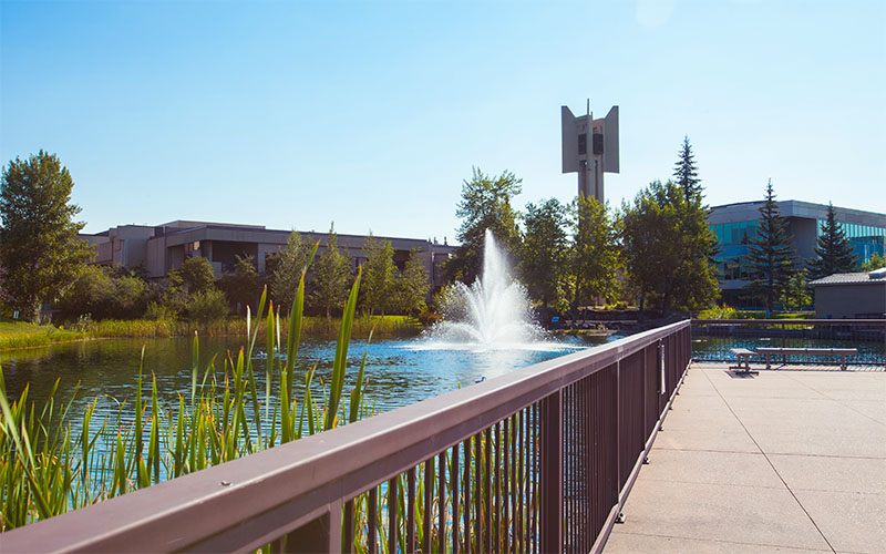 A row of cattails by the Charlton Pond, with the Kerby Memorial Tower and carillon visible in the distance.