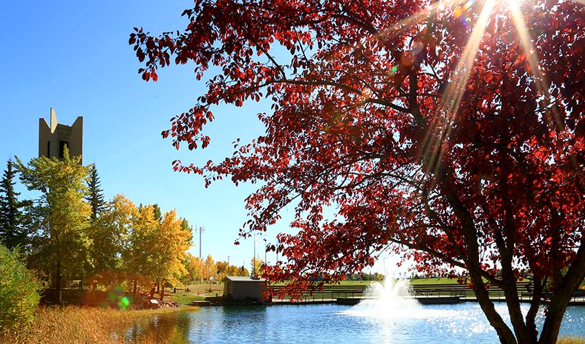 Photo of the fountain in Mount Royal's Charlton Pond. The pond is surrounded by brightly coloured, autumn plants and trees around the edge of the pond and a concrete tower.