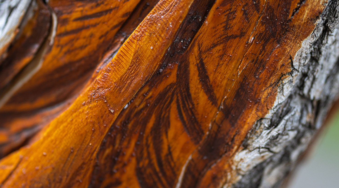 Close-up photo of a carving of a feather into the trunk of a tree.