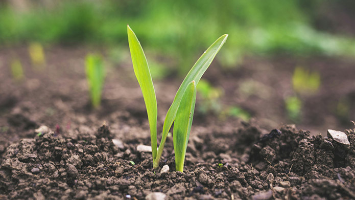 Small green plant sprouts through the soil.