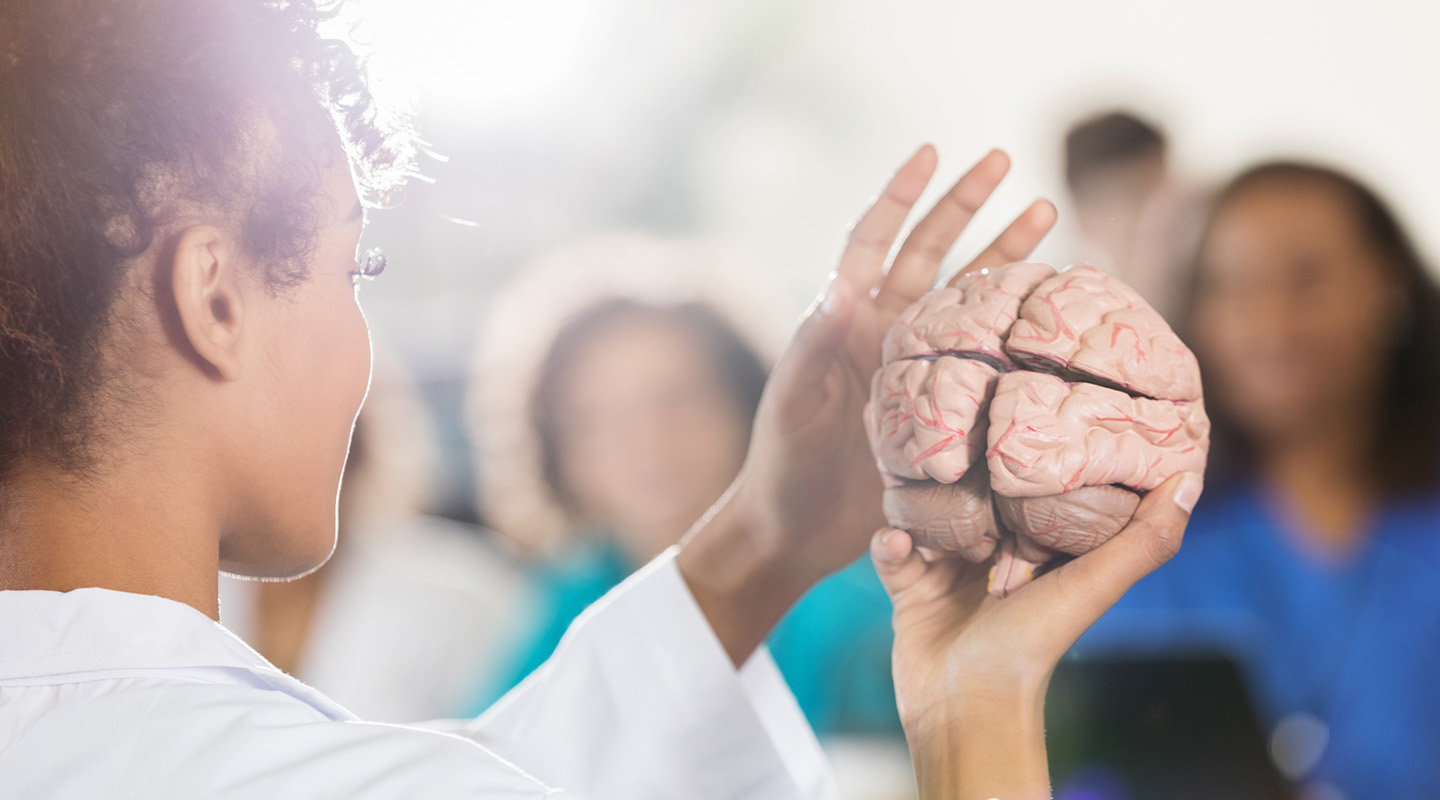 A student holding a model of a brain.