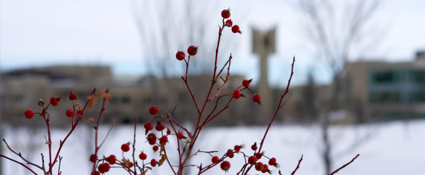 Berries in winter