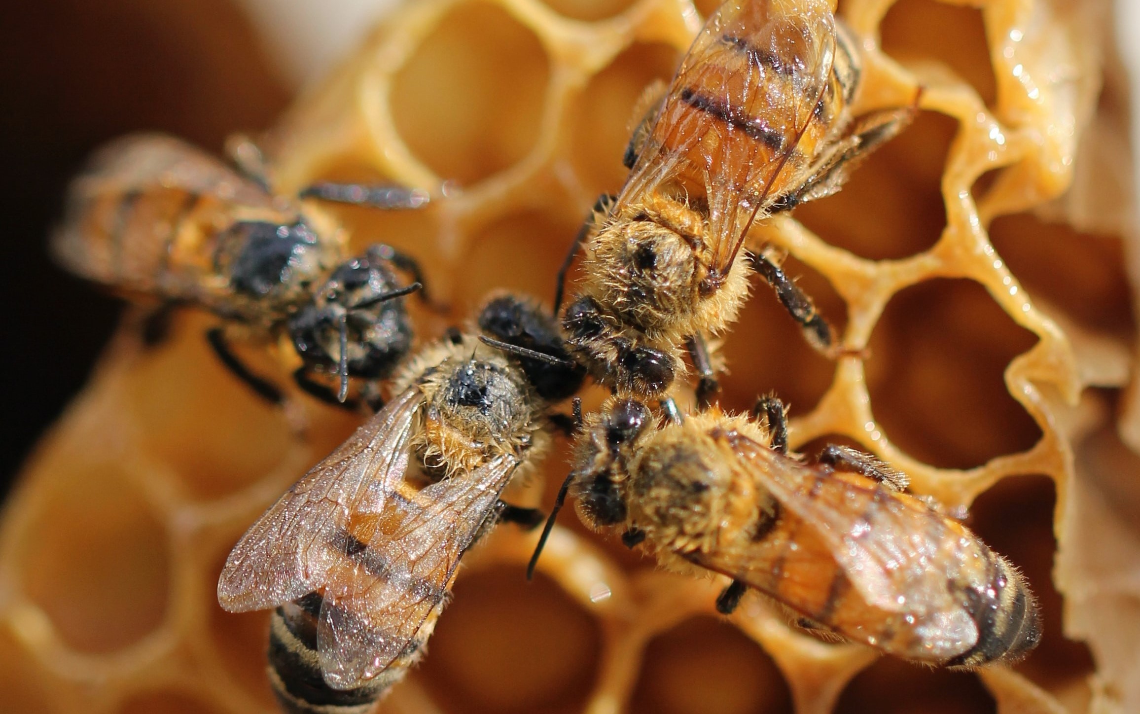 ACC-Bee-BoxImage