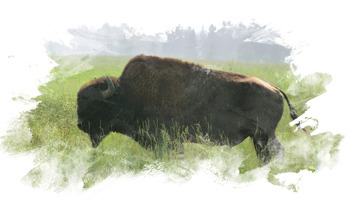 Bison