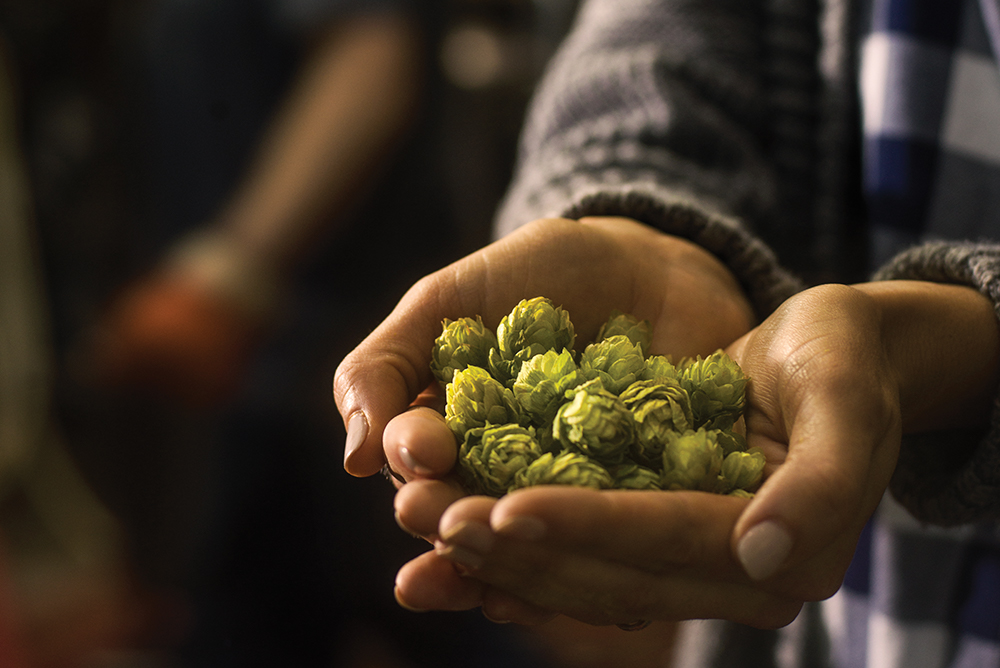 A pair of hands cups a handful of fresh hops.