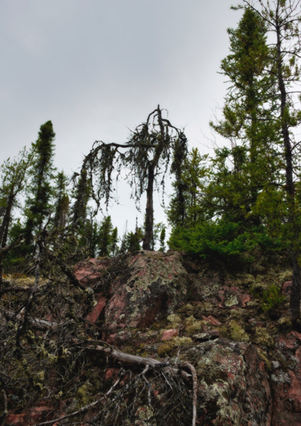 Lichens Carpet the Unraked Forest, Uranium City