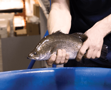 Paul Shumlich holding a fish