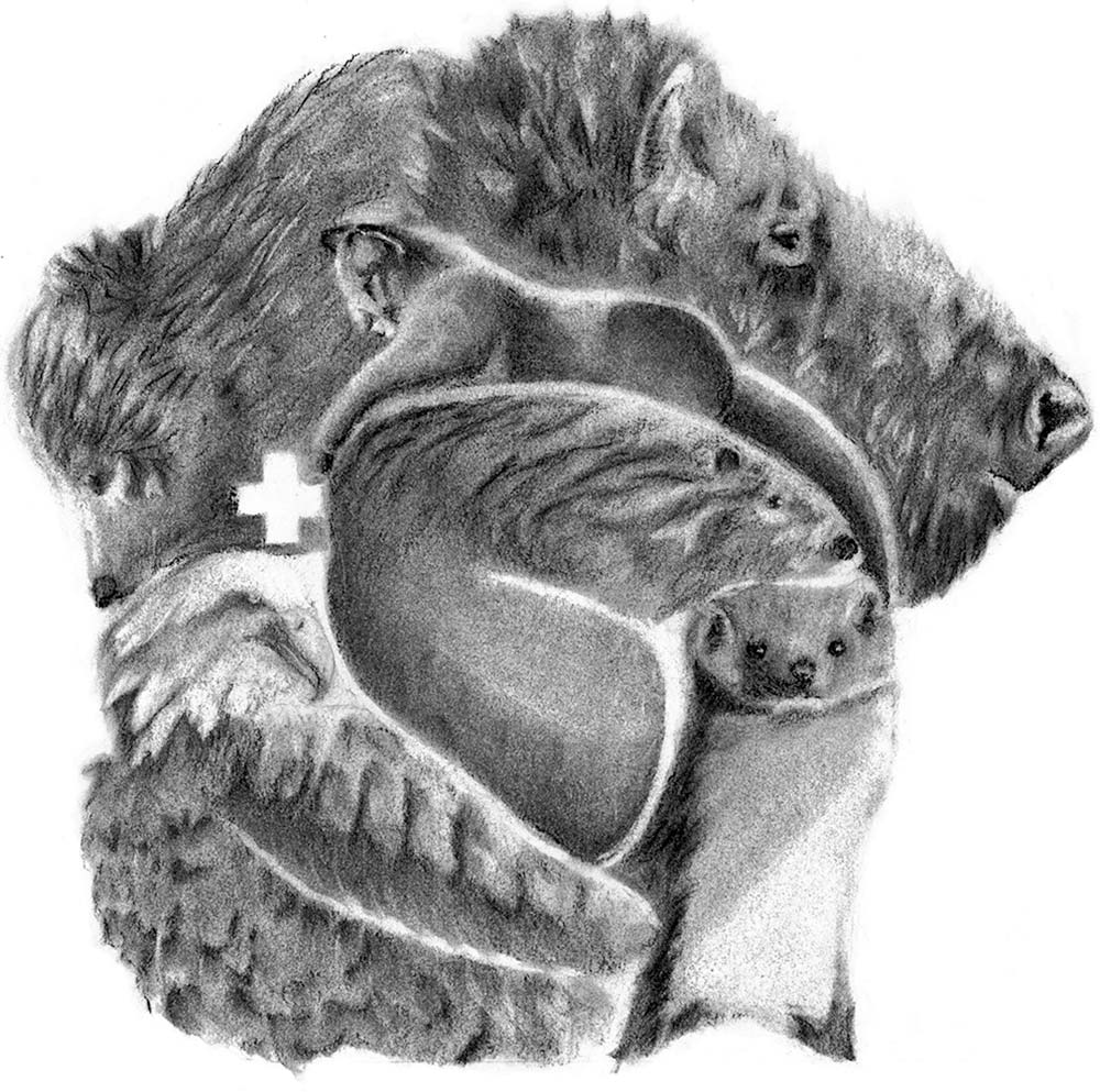 A charcoal drawing of many animals (a bear, cougar, bison, beaver, weasel and eagle) in the shape of the traditional lands of the Treaty 7 nations