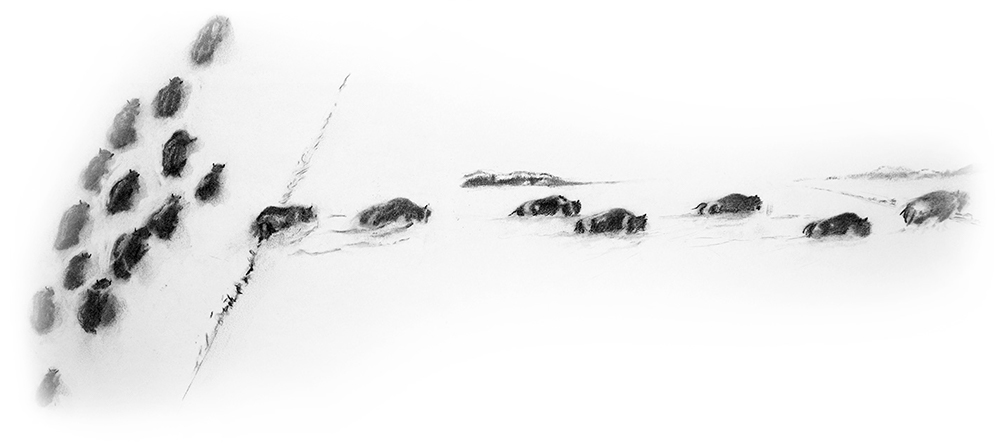 A charcoal drawing of a herd of bison forging a path through the snow. Some of the bison have broken off from the main herd to forge a new path towards the mountains