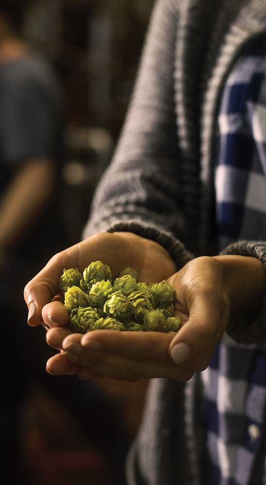 Hands cup raw hops