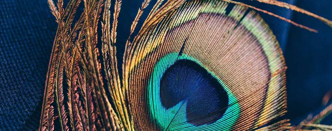 Photo of a peacock feather on a blue background.