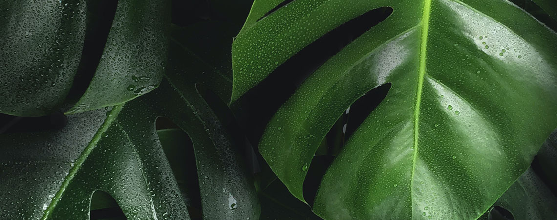 Photo of the leaves of a monstera plant.